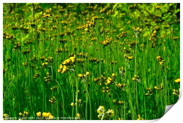"Golden Symphony: A Vibrant Patchwork of Hawkweed  Print by Ken Oliver