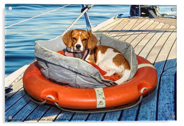 Seafaring Beagle Acrylic by Alison Chambers