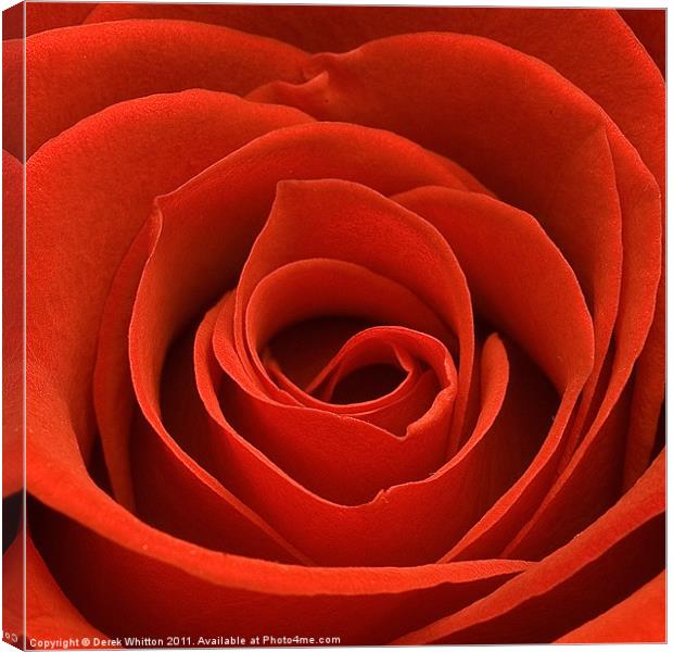 Red Rose Canvas Print by Derek Whitton