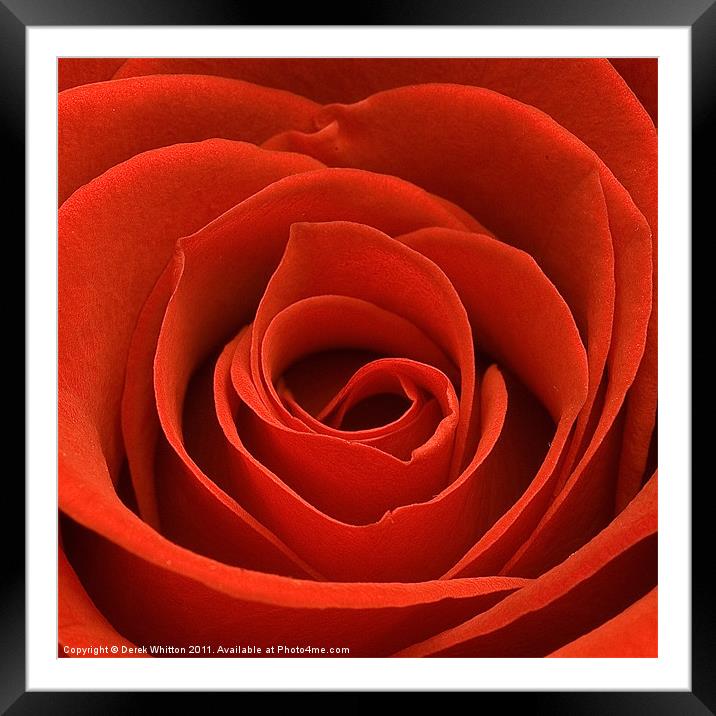 Red Rose Framed Mounted Print by Derek Whitton