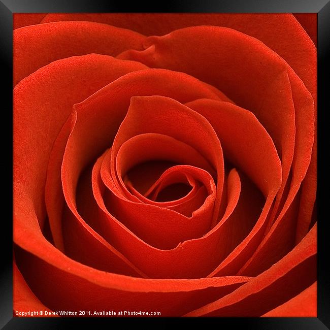Red Rose Framed Print by Derek Whitton