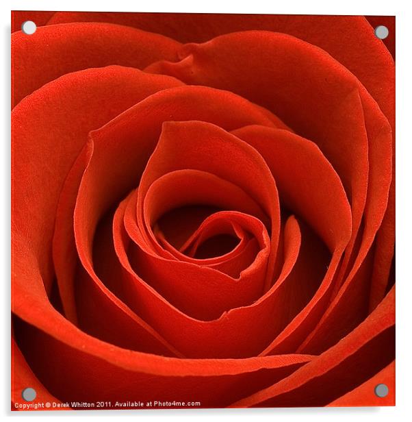 Red Rose Acrylic by Derek Whitton