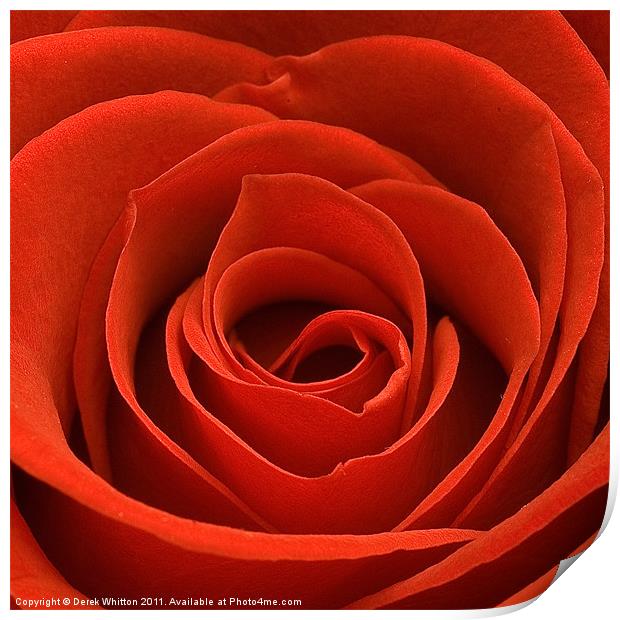 Red Rose Print by Derek Whitton