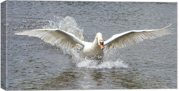 Swan running on water Canvas Print by kathy white