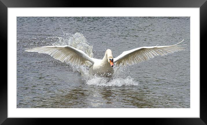 Swan running on water Framed Mounted Print by kathy white
