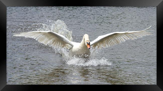 Swan running on water Framed Print by kathy white