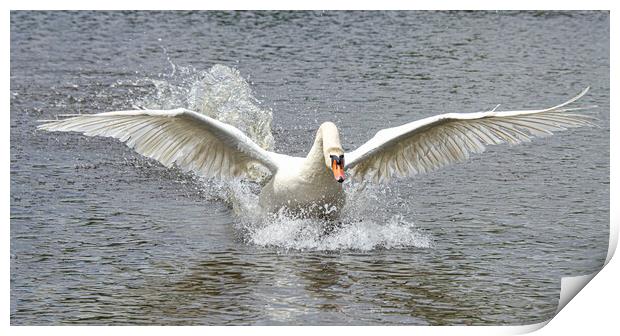 Swan running on water Print by kathy white