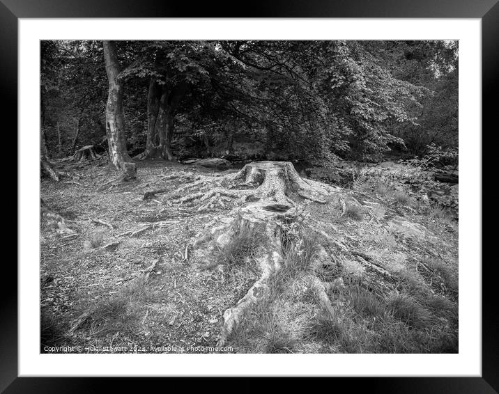 Tree Roots  Framed Mounted Print by Heidi Stewart
