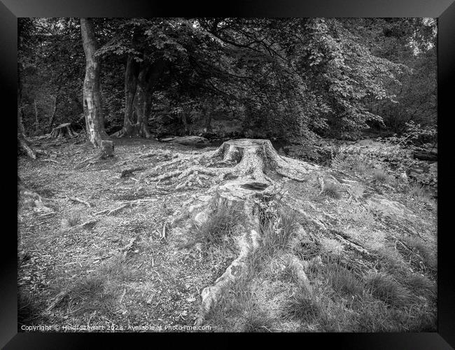 Tree Roots  Framed Print by Heidi Stewart