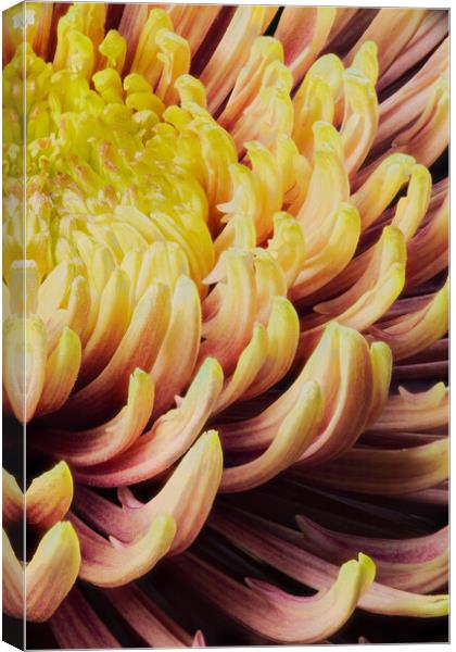 closeup of chrysanthemum morifolium Canvas Print by youri Mahieu