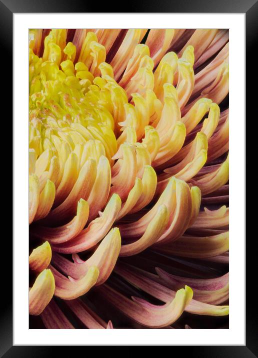 closeup of chrysanthemum morifolium Framed Mounted Print by youri Mahieu