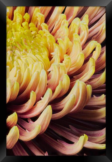 closeup of chrysanthemum morifolium Framed Print by youri Mahieu