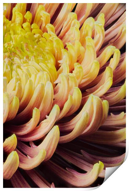 closeup of chrysanthemum morifolium Print by youri Mahieu