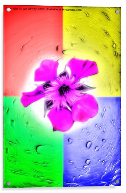 Cosmos Flower Acrylic by Ian Jeffrey