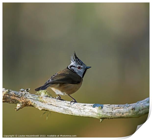 Crested Tit, Parus christatus Print by Louise Heusinkveld