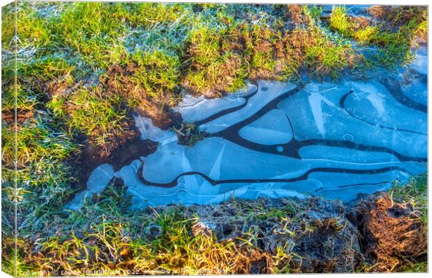 Frozen puddle in the grass Canvas Print by Louise Heusinkveld