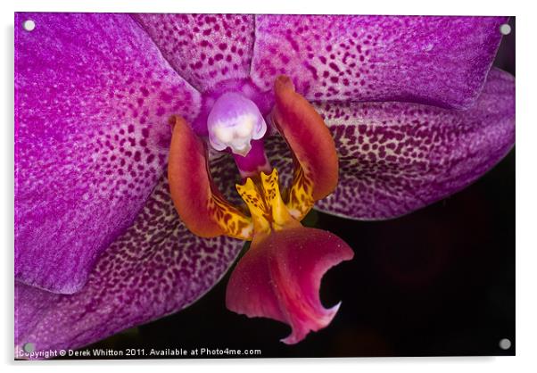 Orchid Acrylic by Derek Whitton