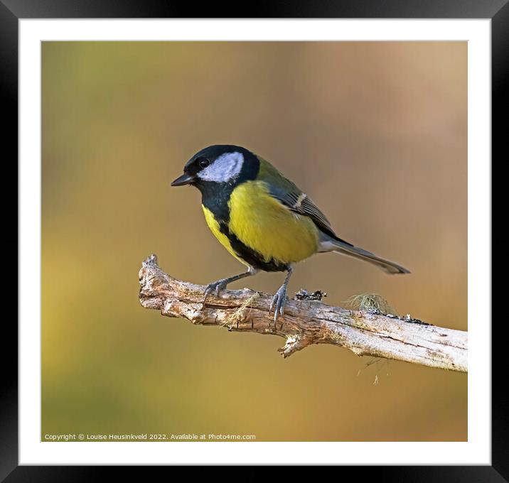 Great Tit, Parus major Framed Mounted Print by Louise Heusinkveld