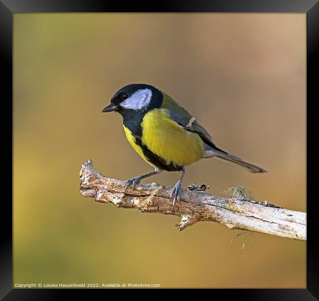 Great Tit, Parus major Framed Print by Louise Heusinkveld
