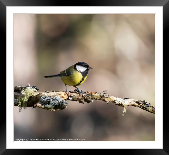 Great Tit, Parus major Framed Mounted Print by Louise Heusinkveld