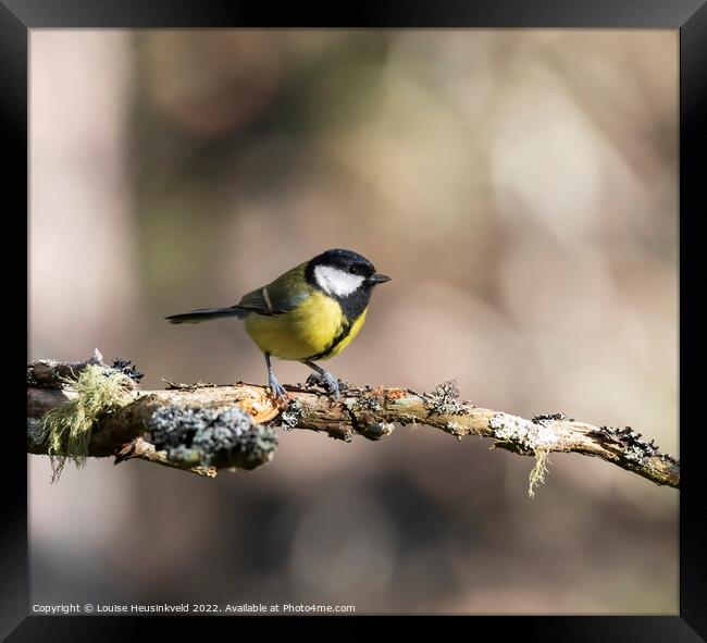 Great Tit, Parus major Framed Print by Louise Heusinkveld