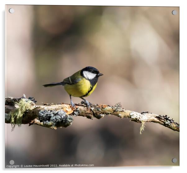 Great Tit, Parus major Acrylic by Louise Heusinkveld
