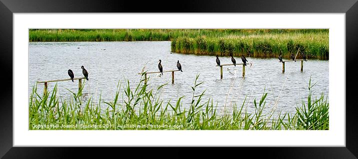 Ten birds in a row Framed Mounted Print by Joanne Crockford