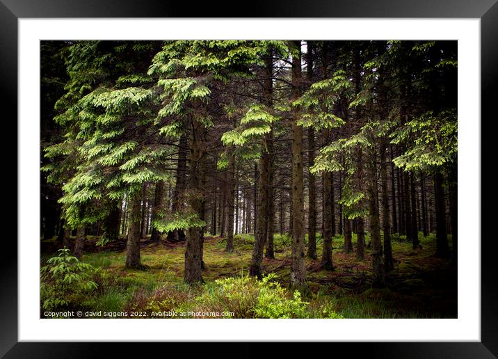 Keilder forest leaplish Framed Mounted Print by david siggens