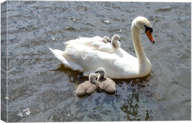 swan with babies on her back Canvas Print by kathy white