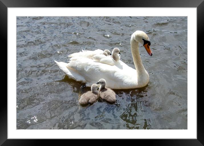 swan with babies on her back Framed Mounted Print by kathy white