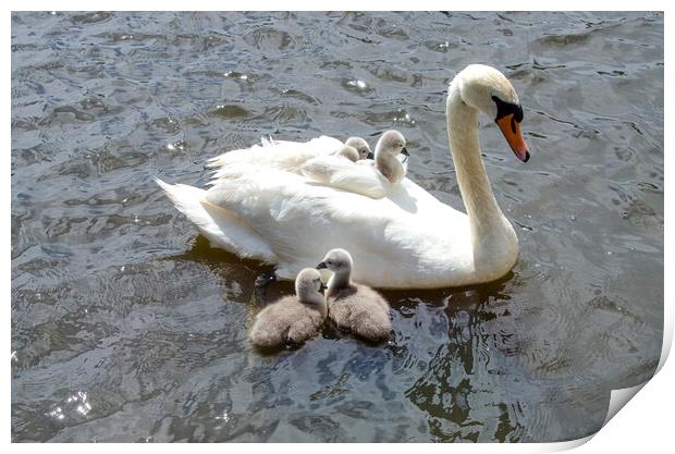 swan with babies on her back Print by kathy white