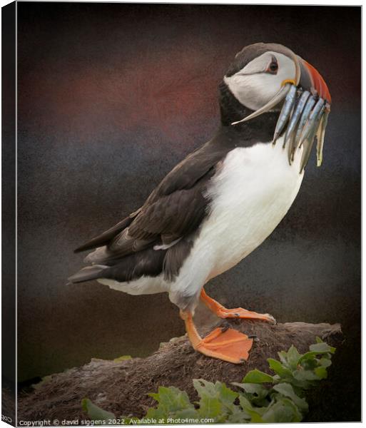 puffin with sand eeels Canvas Print by david siggens