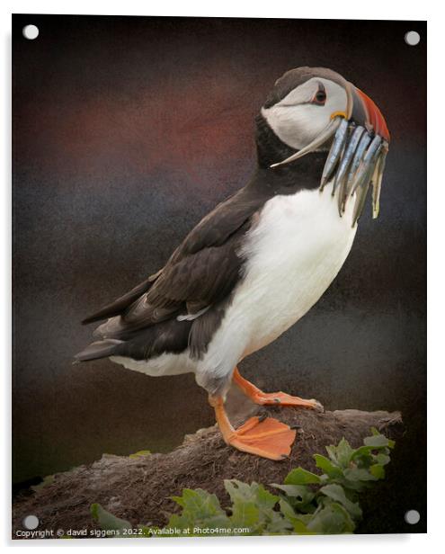 puffin with sand eeels Acrylic by david siggens