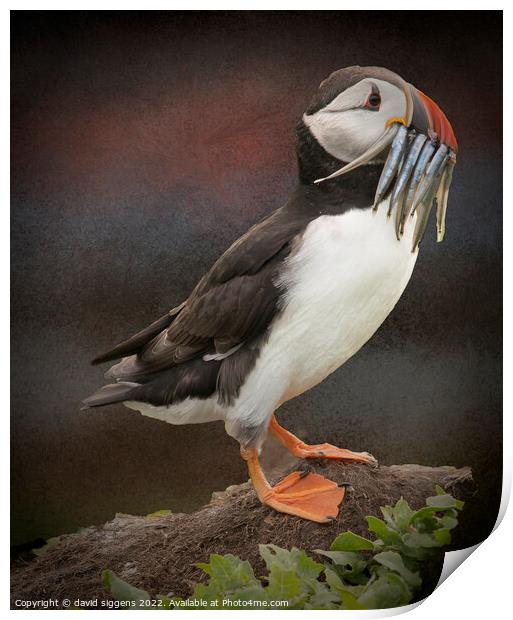 puffin with sand eeels Print by david siggens