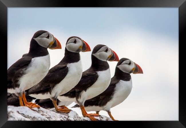 4 Puffins Framed Print by david siggens