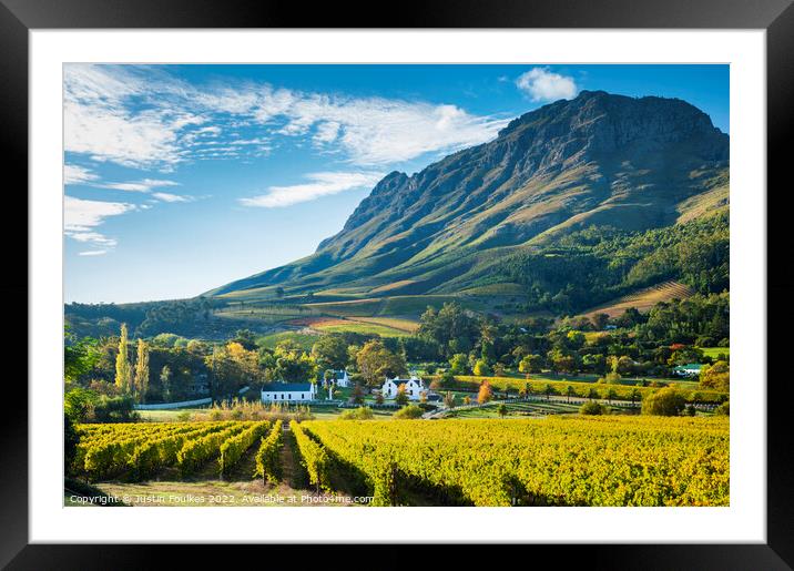 Vineyards near Stellenbosch, South Africa. Framed Mounted Print by Justin Foulkes