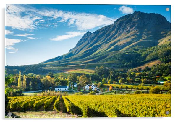 Vineyards near Stellenbosch, South Africa. Acrylic by Justin Foulkes