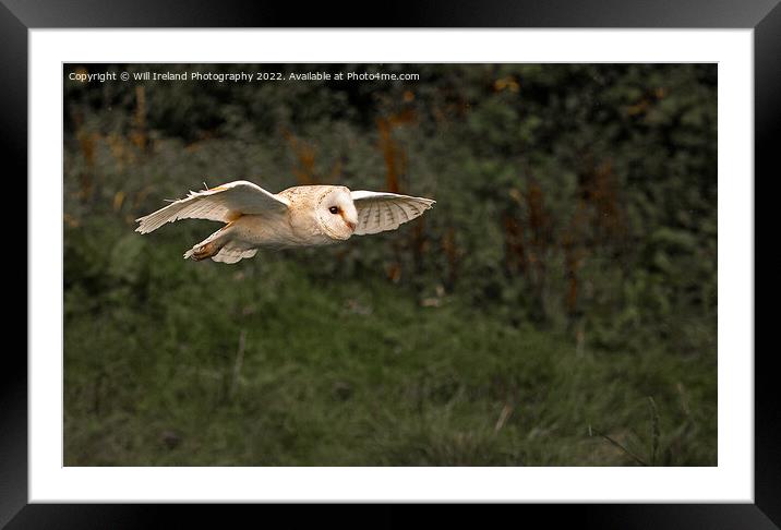 Barn Owl in Flight Framed Mounted Print by Will Ireland Photography