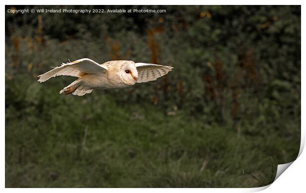 Barn Owl in Flight Print by Will Ireland Photography