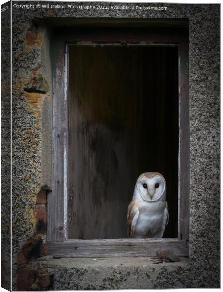 Barn Owl Canvas Print by Will Ireland Photography