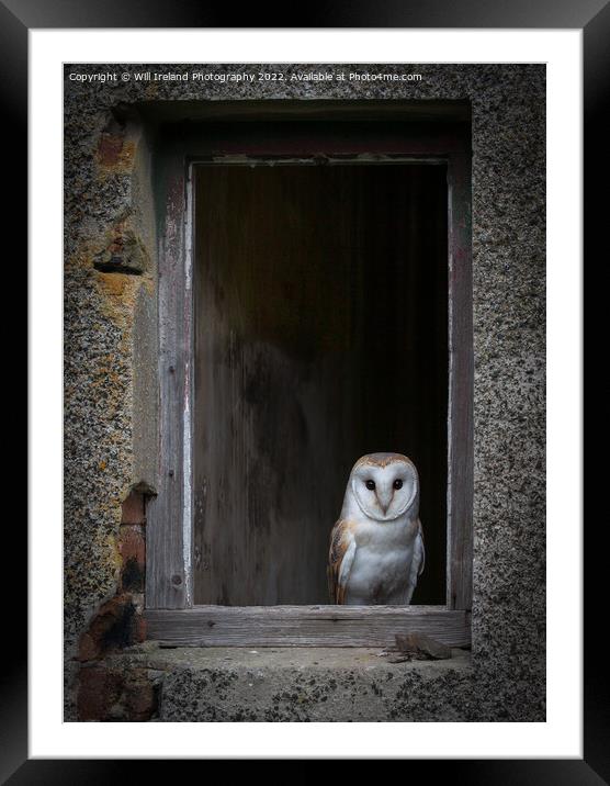 Barn Owl Framed Mounted Print by Will Ireland Photography
