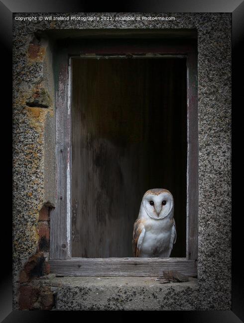 Barn Owl Framed Print by Will Ireland Photography