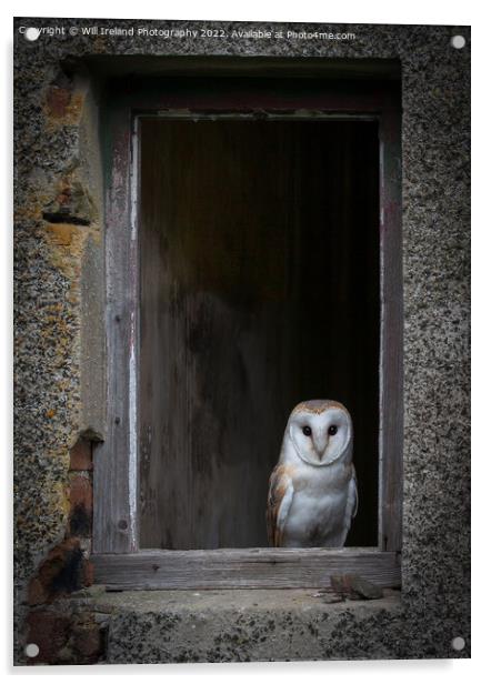 Barn Owl Acrylic by Will Ireland Photography