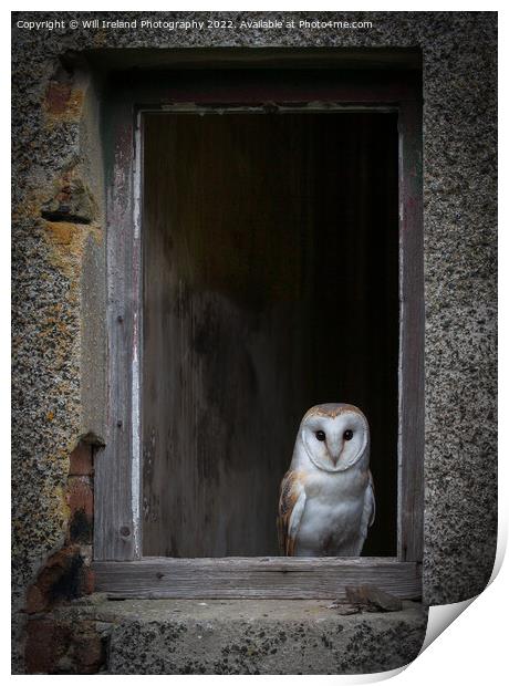 Barn Owl Print by Will Ireland Photography