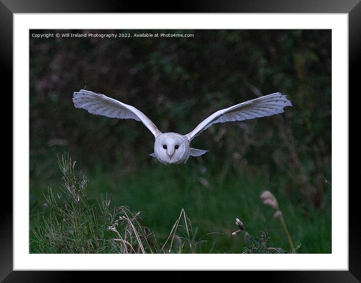 Barn Owl in Flight Framed Mounted Print by Will Ireland Photography