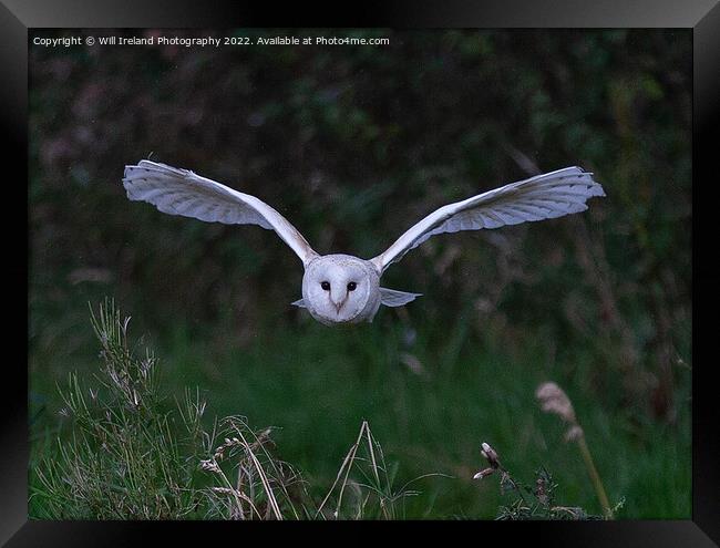 Barn Owl in Flight Framed Print by Will Ireland Photography