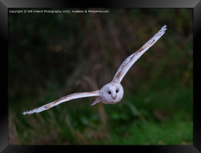 Barn Owl in Flight Framed Print by Will Ireland Photography
