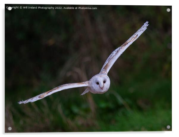 Barn Owl in Flight Acrylic by Will Ireland Photography