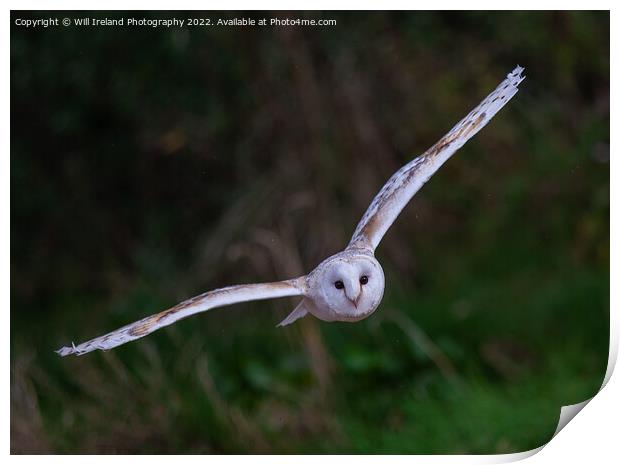 Barn Owl in Flight Print by Will Ireland Photography