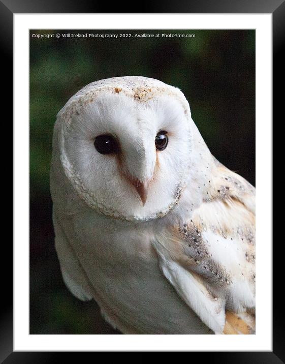Barn Owl Portrait  Framed Mounted Print by Will Ireland Photography